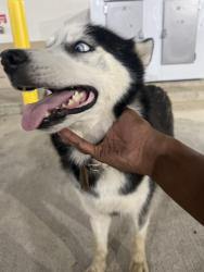 Found/Stray Female Dog last seen Near Highway 6 Rosharon, TX 77583 United States, Rosharon, TX 77583