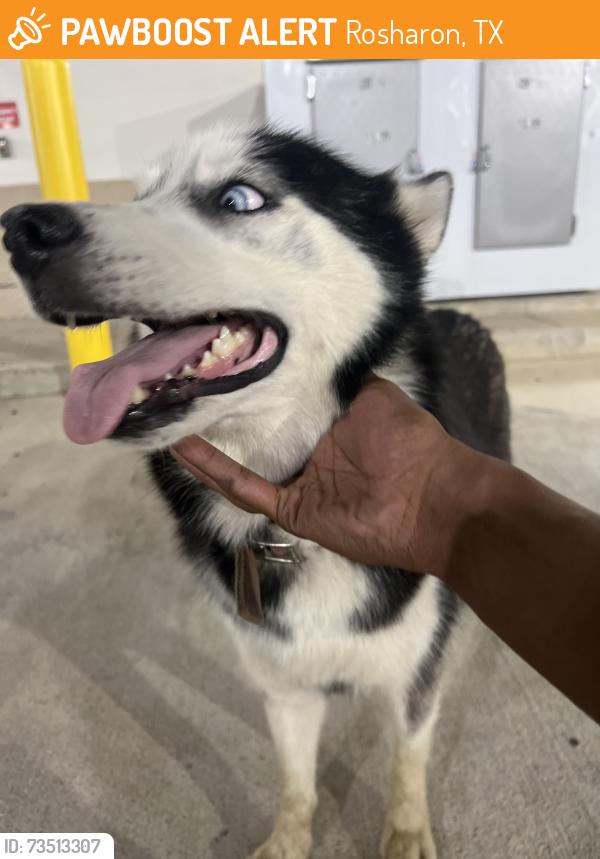 Found/Stray Female Dog last seen Near Highway 6 Rosharon, TX 77583 United States, Rosharon, TX 77583