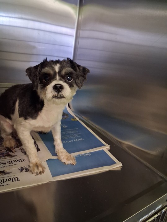 Shelter Stray Male Dog last seen , 1850 W 60th St, Los Angeles, CA 90047, USA