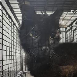 Shelter Stray Female Cat last seen Near BLOCK FLOYD CURL, 4710 TX-151, San Antonio, TX 78227, USA