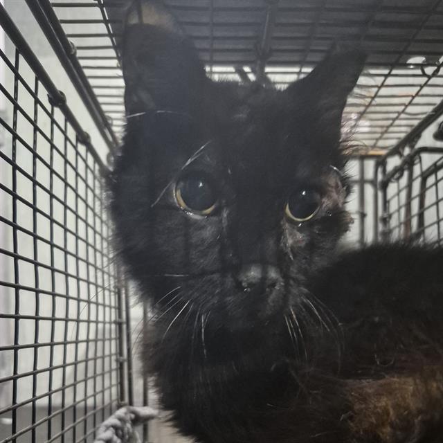 Shelter Stray Female Cat last seen Near BLOCK FLOYD CURL, 4710 TX-151, San Antonio, TX 78227, USA