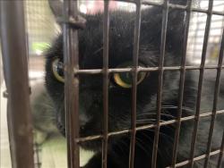Shelter Stray Female Cat last seen , 1850 W 60th St, Los Angeles, CA 90047, USA