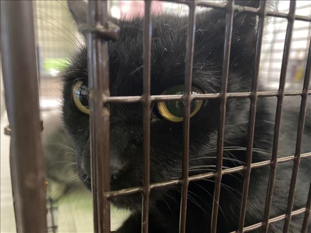 Shelter Stray Female Cat last seen , 1850 W 60th St, Los Angeles, CA 90047, USA