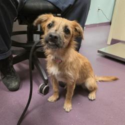 Shelter Stray Female Dog last seen Near BLOCK ATLANTIC AVE, LONG BEACH CA, 7700 E Spring St, Long Beach, CA 90815, USA