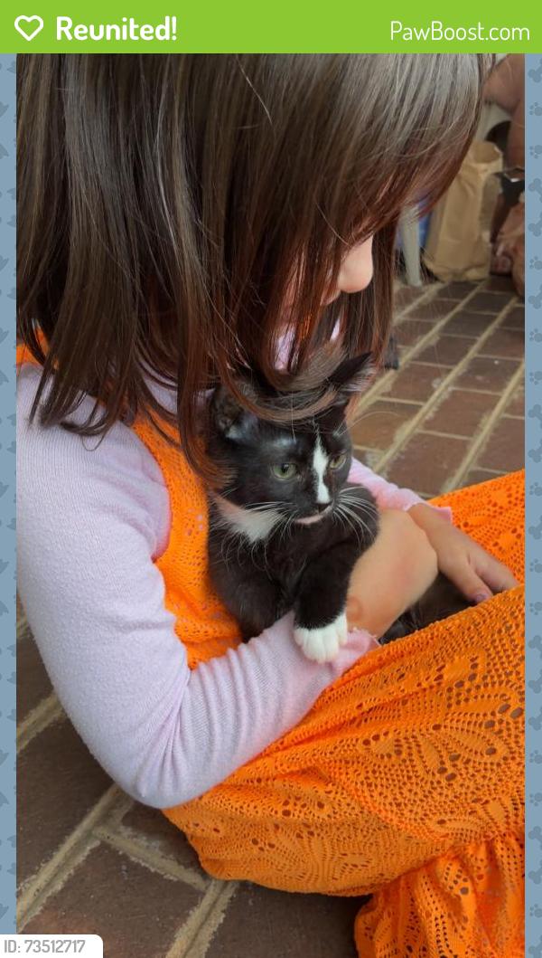 Reunited Male Cat last seen Mint road, Maryville, TN 37803