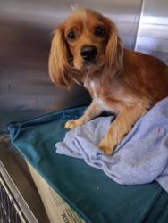 Shelter Stray Female Dog last seen , 1850 W 60th St, Los Angeles, CA 90047, USA