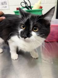 Shelter Stray Female Cat last seen CUYAMACA AVE, 130 Beyer Way, Chula Vista, CA 91911, USA
