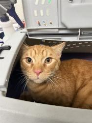 Shelter Stray Male Cat last seen CUYAMACA AVE, 130 Beyer Way, Chula Vista, CA 91911, USA