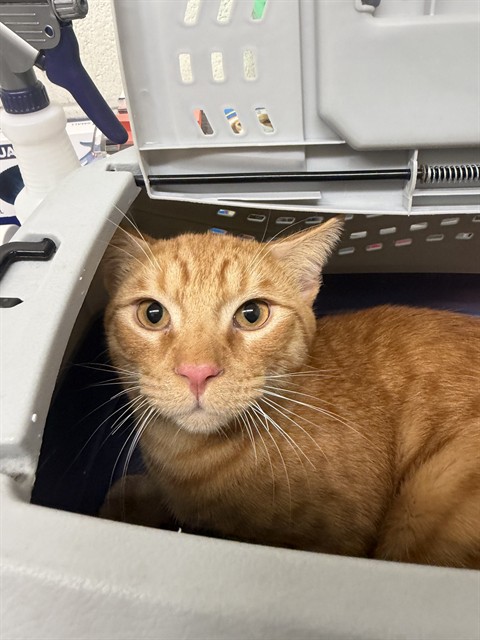 Shelter Stray Male Cat last seen CUYAMACA AVE, 130 Beyer Way, Chula Vista, CA 91911, USA