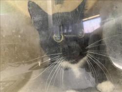Shelter Stray Male Cat last seen , 1850 W 60th St, Los Angeles, CA 90047, USA