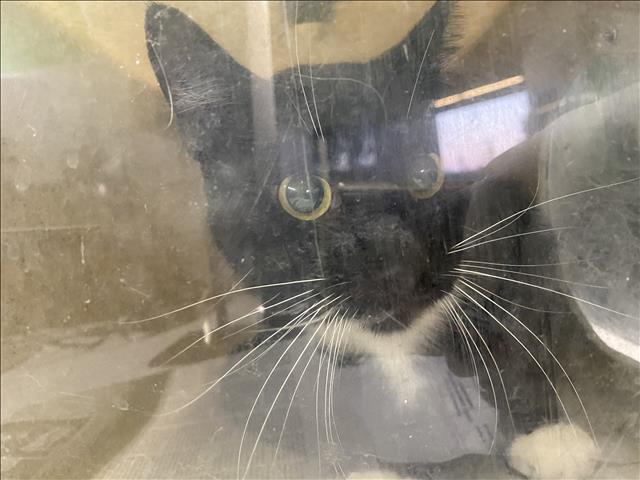 Shelter Stray Male Cat last seen , 1850 W 60th St, Los Angeles, CA 90047, USA