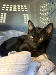 Shelter Stray Male Cat last seen Near BLOCK E PALOMAR ST, 130 Beyer Way, Chula Vista, CA 91911, USA