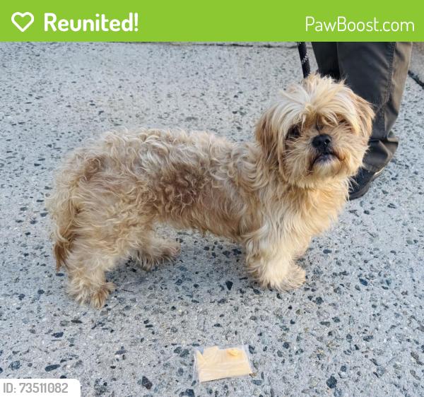 Reunited Male Dog last seen Lincoln Place Clifton, Clifton, NJ 07011