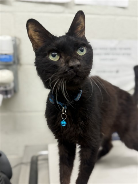 Shelter Stray Male Cat last seen OLEANDER AVE, 130 Beyer Way, Chula Vista, CA 91911, USA