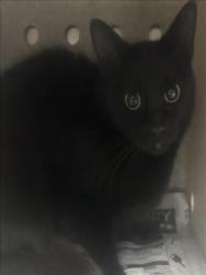 Shelter Stray Female Cat last seen , 957 N Gaffey St, San Pedro, CA 90731, USA