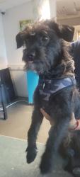 Shelter Stray Male Dog last seen , West Valley Animal Shelter, 20655 Plummer St, Chatsworth, CA 91311, USA