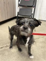 Shelter Stray Male Dog last seen Near BLOCK W ATCHISON ST, 5277 E Airways Blvd, Fresno, CA 93727, USA