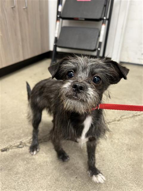 Shelter Stray Male Dog last seen Near BLOCK W ATCHISON ST, 5277 E Airways Blvd, Fresno, CA 93727, USA