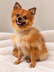 Shelter Stray Male Dog last seen , 38550 Sierra Hwy, Palmdale, CA 93550, USA