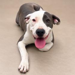 Shelter Stray Female Dog last seen , 38550 Sierra Hwy, Palmdale, CA 93550, USA