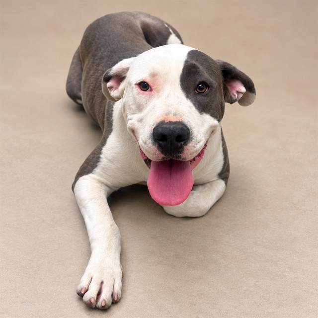 Shelter Stray Female Dog last seen , 38550 Sierra Hwy, Palmdale, CA 93550, USA