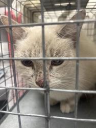 Shelter Stray Female Cat last seen Near BLOCK DOUGLAS ST BLOCK, 655 N Mojave Rd, Las Vegas, NV 89101, USA