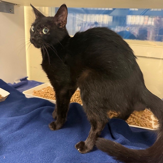 Shelter Stray Female Cat last seen , 600 Aviation Dr, Camarillo, CA 93010, USA