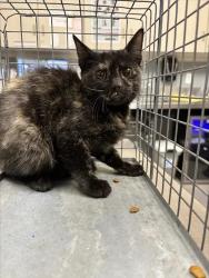 Shelter Stray Female Cat last seen Near BLK OF N LAMB, 655 N Mojave Rd, Las Vegas, NV 89101, USA