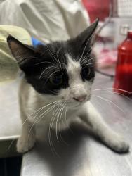 Shelter Stray Male Cat last seen Near BLK OF N LAMB, 655 N Mojave Rd, Las Vegas, NV 89101, USA