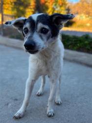 Shelter Stray Male Dog last seen , 29525 Agoura Rd, Agoura Hills, CA 91301, USA