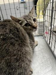 Shelter Stray Female Cat last seen Near BLK OF N LAMB, 655 N Mojave Rd, Las Vegas, NV 89101, USA