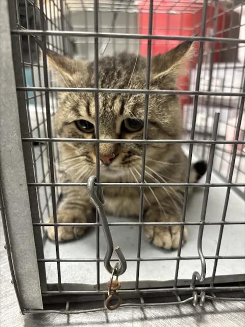 Shelter Stray Male Cat last seen Near BLK OF N LAMB, 655 N Mojave Rd, Las Vegas, NV 89101, USA