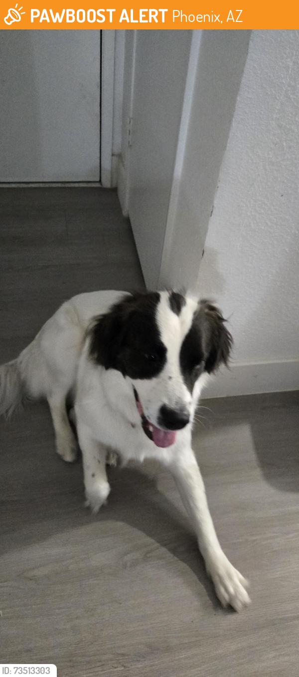 Found/Stray Female Dog last seen 17th Ave and Missouri Ave, Phoenix, AZ 85015