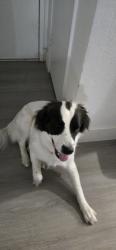 Found/Stray Female Dog last seen 17th Ave and Missouri Ave, Phoenix, AZ 85015