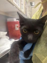 Shelter Stray Female Cat last seen Near BLK OF N LAMB, 655 N Mojave Rd, Las Vegas, NV 89101, USA