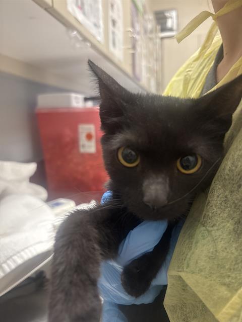 Shelter Stray Female Cat last seen Near BLK OF N LAMB, 655 N Mojave Rd, Las Vegas, NV 89101, USA