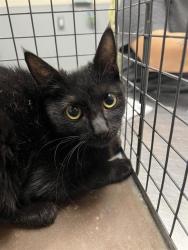 Shelter Stray Female Cat last seen Near BLK OF N LAMB, 655 N Mojave Rd, Las Vegas, NV 89101, USA