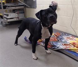 Shelter Stray Female Dog last seen Near BLOCK E OXFORD AVE, DENVER CO 80237, 1241 W Bayaud Ave, Denver, CO 80223, USA