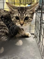Shelter Stray Female Cat last seen , 655 N Mojave Rd, Las Vegas, NV 89101, USA