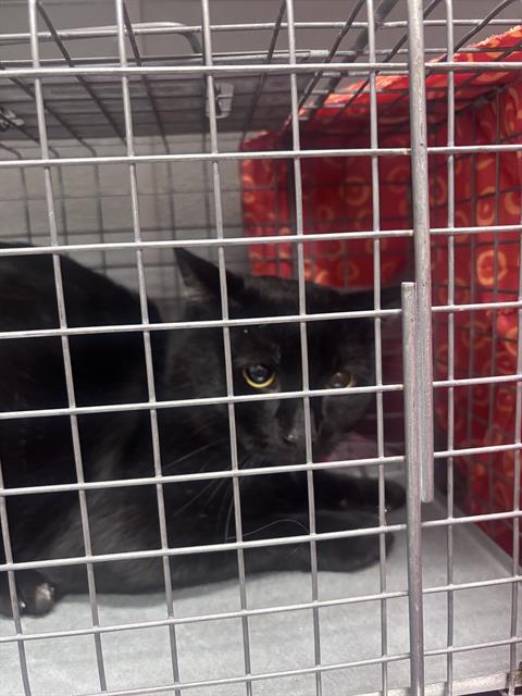 Shelter Stray Male Cat last seen Near BLOCK W CHARLESTON BLVD, 655 N Mojave Rd, Las Vegas, NV 89101, USA