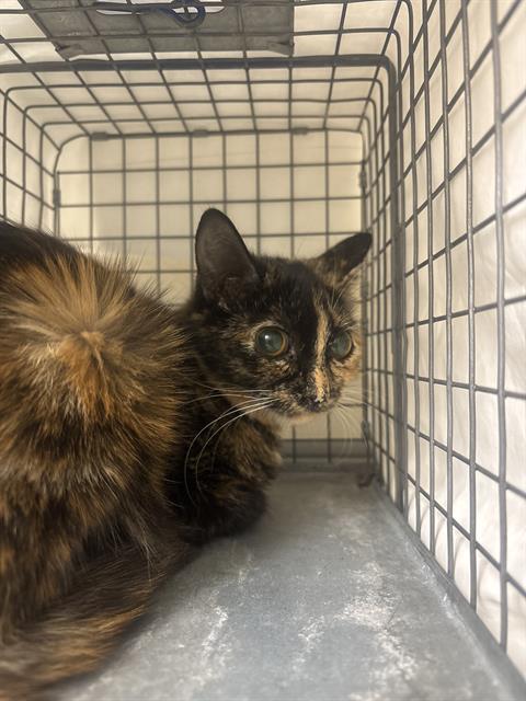 Shelter Stray Female Cat last seen Near BLK OF DIPPER AVE, 655 N Mojave Rd, Las Vegas, NV 89101, USA