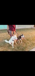 Reunited Female Dog last seen Near Derrick Cir, Wichita, KS 67207, USA, Wichita, KS 67207