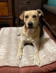 Reunited Male Dog last seen Cypress / citrus, Covina, CA 91722