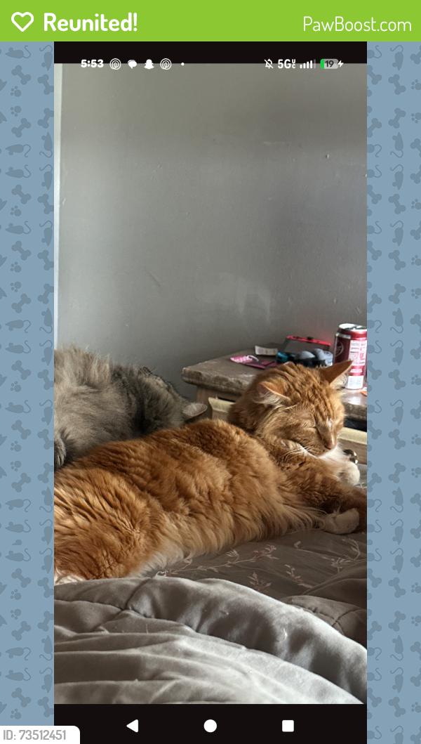 Reunited Male Cat last seen 9th and North Davis, Pensacola, FL 32503
