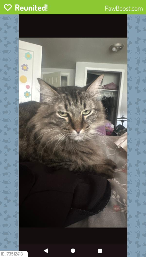 Reunited Male Cat last seen 9th and North Davis, Pensacola, FL 32503