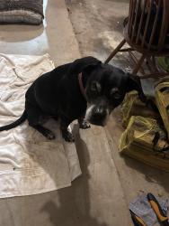 Found/Stray Female Dog last seen 122nd and Meridian, Oklahoma City, OK 73120
