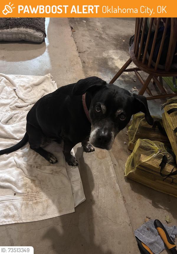 Found/Stray Female Dog last seen 122nd and Meridian, Oklahoma City, OK 73120