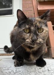 Lost Female Cat last seen East Raleigh- Millbank Street and Euston Street, Raleigh, NC 27610