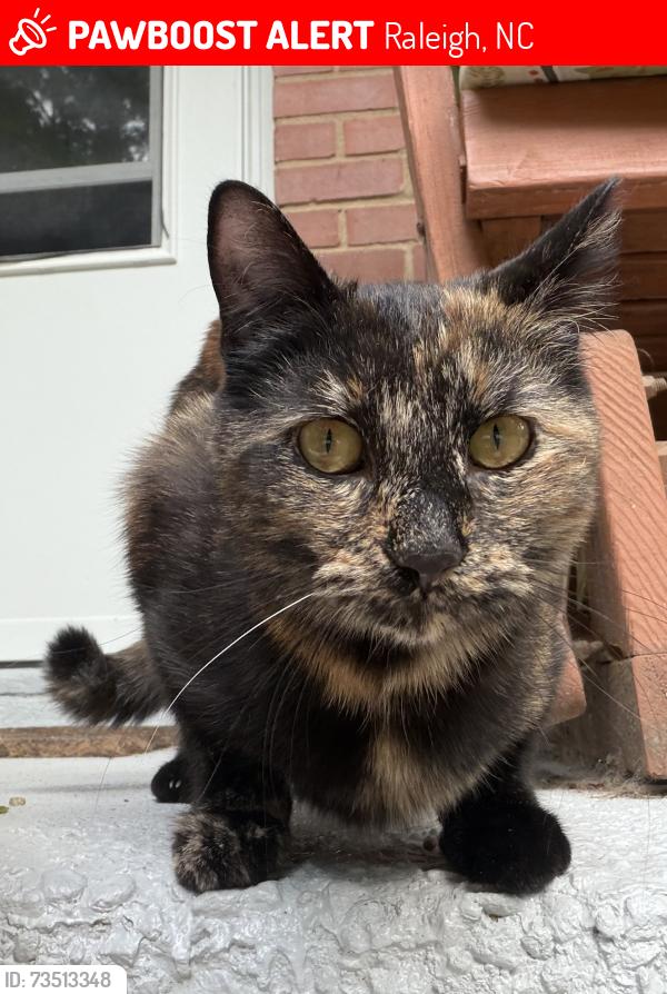 Lost Female Cat last seen East Raleigh- Millbank Street and Euston Street, Raleigh, NC 27610