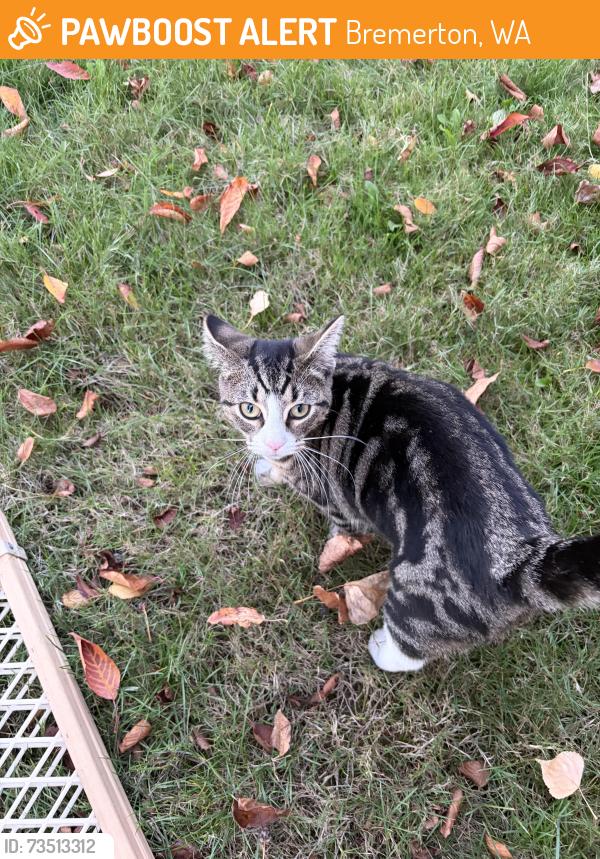 Found/Stray Female Cat last seen Sheridan bremerton, Bremerton, WA 98310
